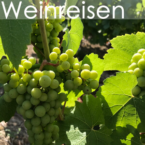 Kachel Leistungen Weinreise