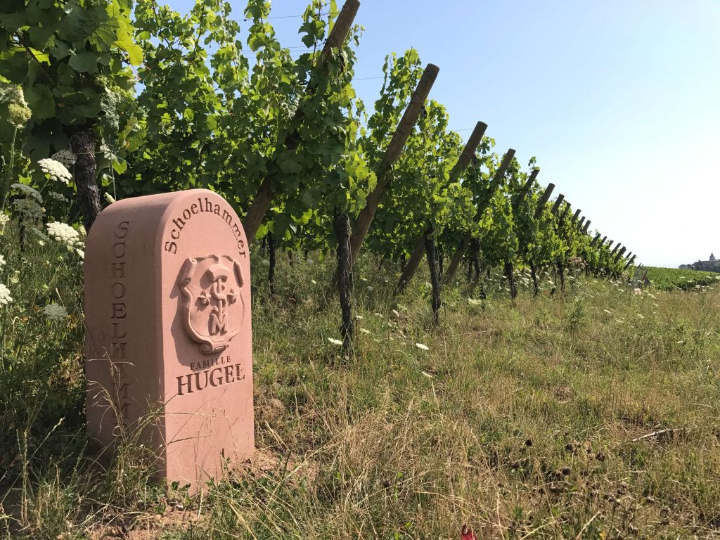 Famille Hugel, Elsass – Winzer Portrait Famille Hugel Grand Cru Lage Schoelhammer