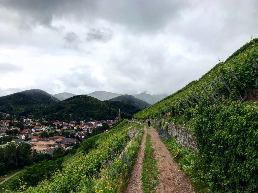 Elsass Alsace Grand Cru Tour Millesimés Alsace CIVA Rangen Steillage Steap Klima Schoffit Zind Humbrecht Riesling