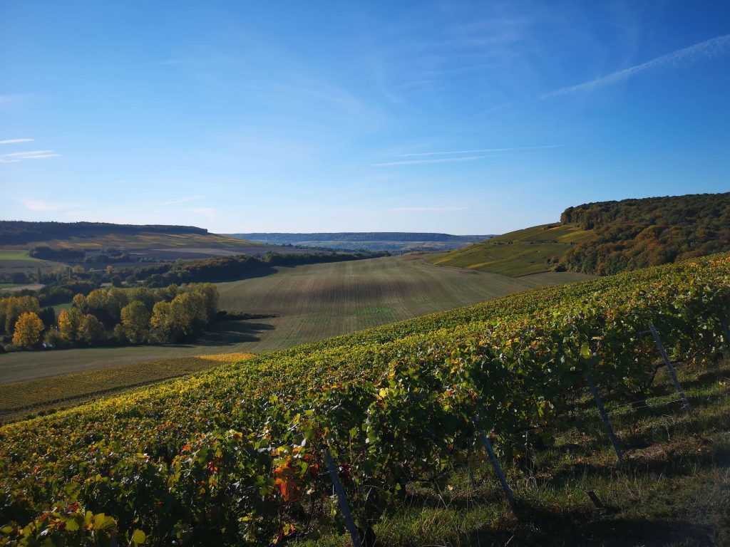 Moussé Fils Cuisles Champagne Cedric Meunier Pinot Vineyard Weinberg Lage 