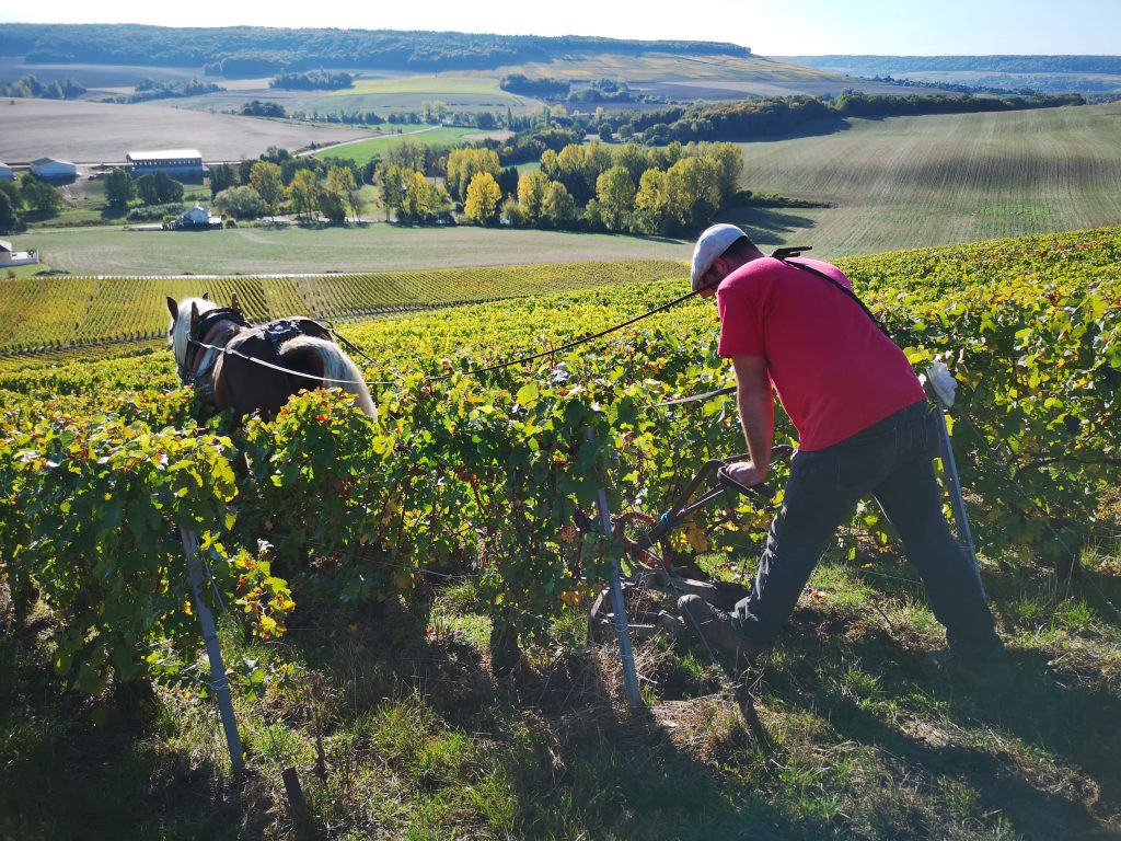 Moussé Fils Cuisles Champagne Cedric Meunier Pinot Pferd Weinberg Horse Work
