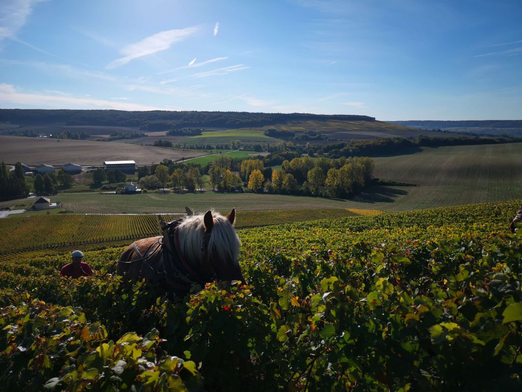 Moussé Fils Cuisles Champagne Cedric Meunier Pinot Horse Pferd Weinbau Weinberg