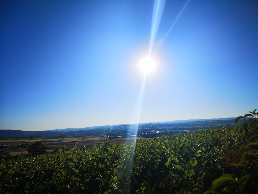 Weingut Korrell Nahe Magnum Martin Björn Bittner Weinberg Paradies Bad Kreuznach Sonne