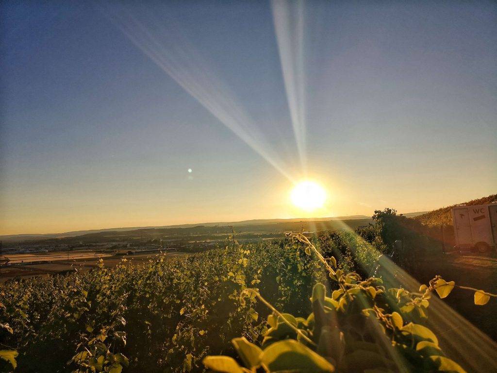 Weingut Korrell Nahe Magnum Martin Björn Bittner Weingut Lage Einzellage Sonnenuntergang