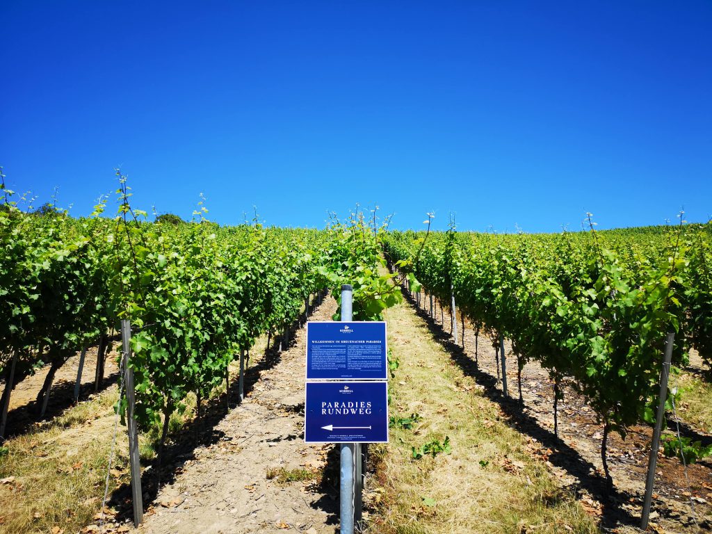 Weingut Korrell Nahe Magnum Martin Björn Bittner Paradies Rundweg Weinberg Lage Einzellage