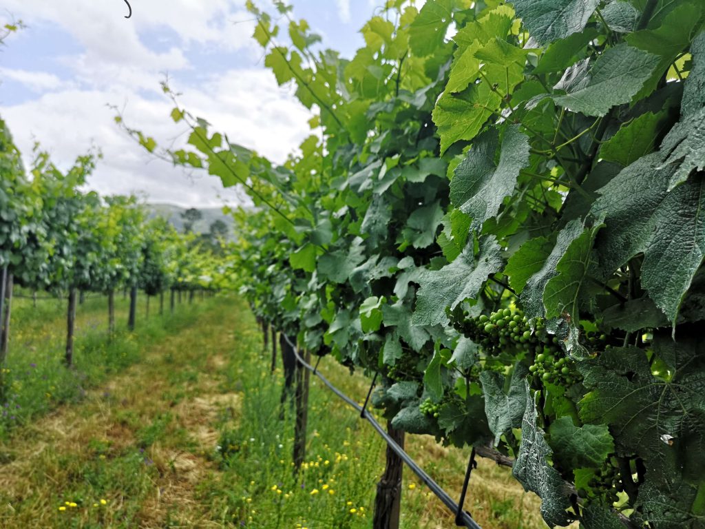 Vinho Verde Great European Wines Porto Weinberg Rebe Weinrebe Grapes