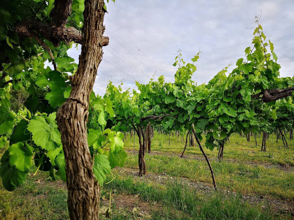 Vinho Verde Great European Wines Porto Wein Weisswein Weinreise Trip Reben Weinberg