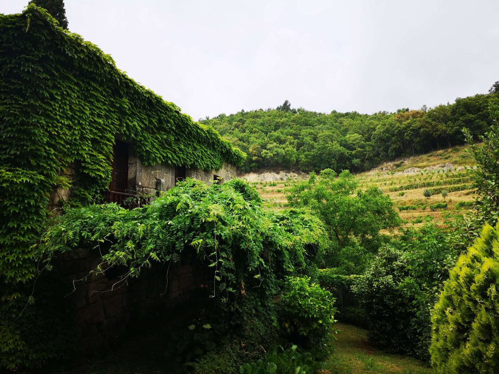 Vinho Verde Great European Wines Porto Covela Quinta Grün Fruchtbar Weinberge Olive