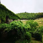 Vinho Verde Great European Wines Porto Covela Quinta Grün Fruchtbar Weinberge Olive