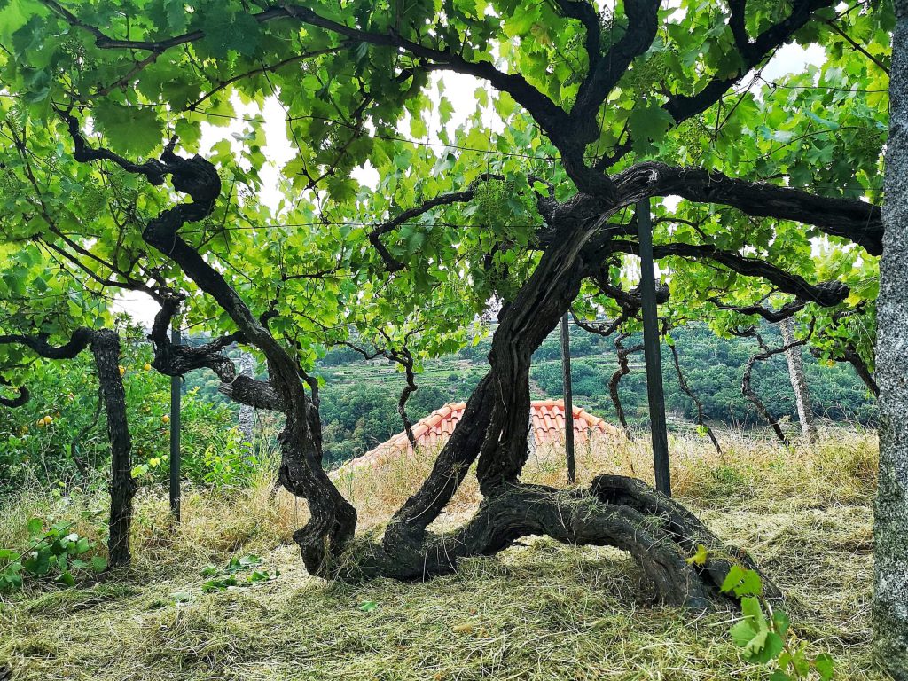 Portugal Vinho Verde Reise Reisebericht AD Wines Alte Reben Old Vine
