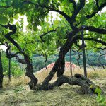 Portugal Vinho Verde Reise Reisebericht AD Wines Alte Reben Old Vine