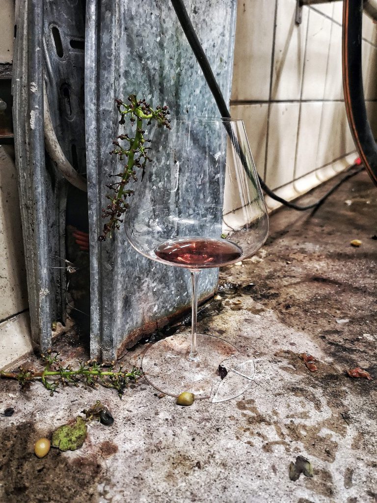 Castelfeder Pinot Nero Noir Spätburgunder Vine Grape Zalto Burgund