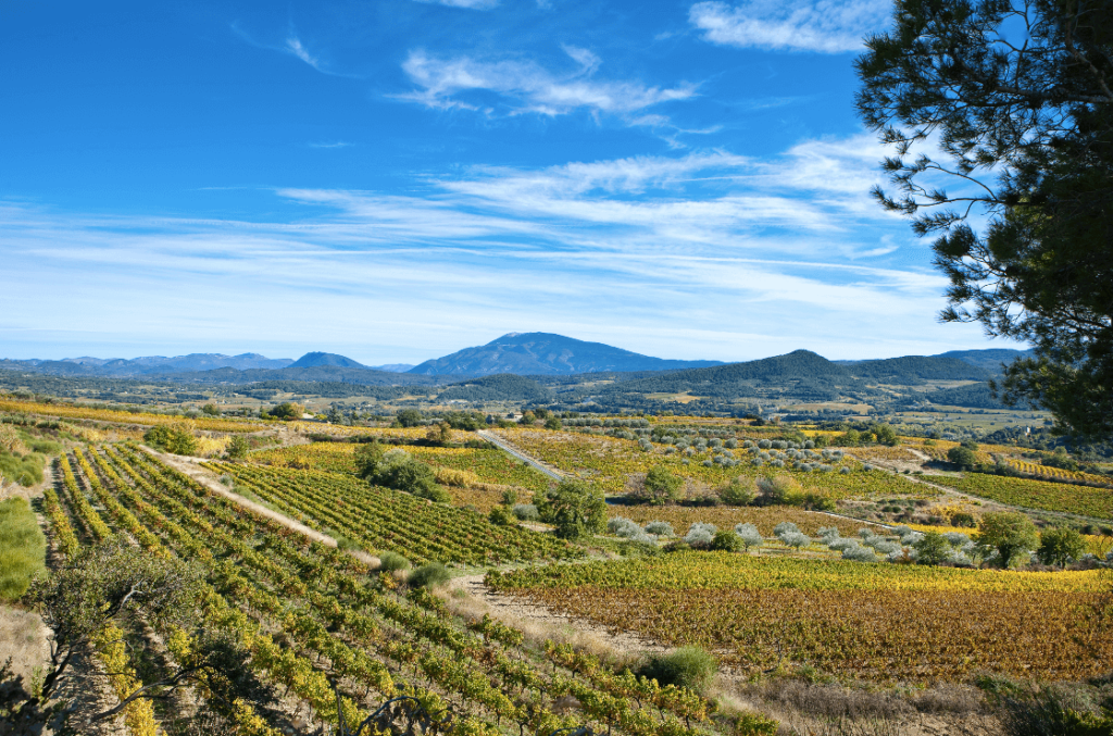 Christophe Grilhe Cotes du Rhone Vineyards Bjr le bouquet
