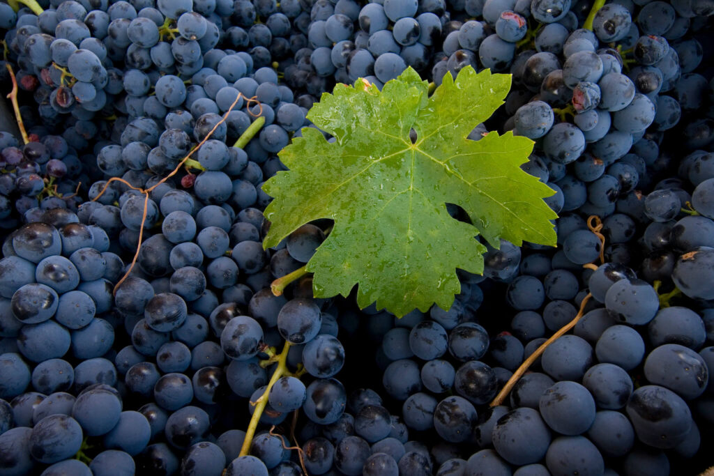 Ribera del Duero – Wein am Duero-Fluss Tempranillo Harvest Lese Ribera
