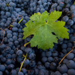 Tempranillo Harvest Lese Ribera