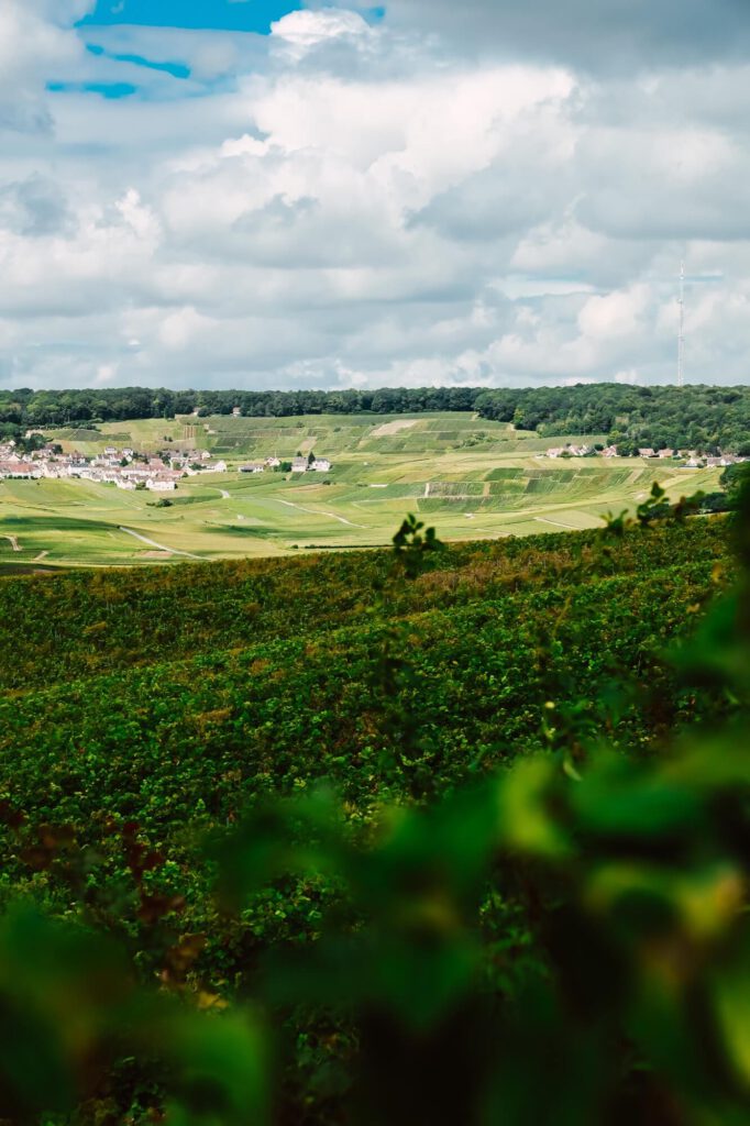 Vineyards Montagne de Reims Epernay Cote de Blanc