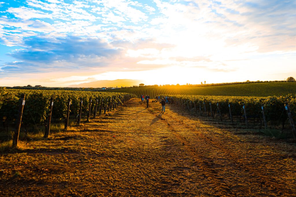 Omina Romana Vineyard Weinberg Rebfläche