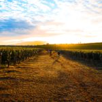 Omina Romana Vineyard Weinberg Rebfläche