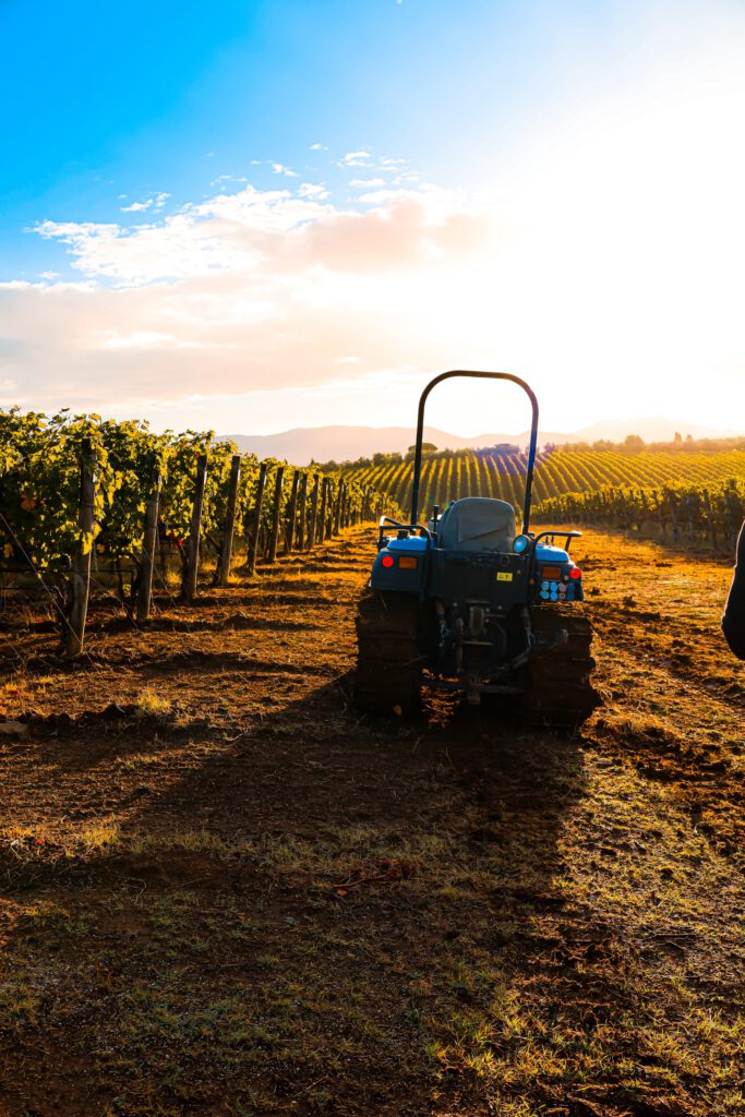 Latium Vines Cabernet Franc Lamborghini
