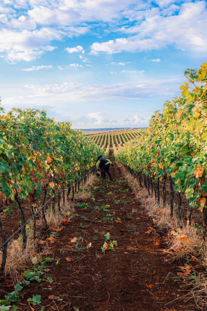 Latium Harvest Grapes Cabernet
