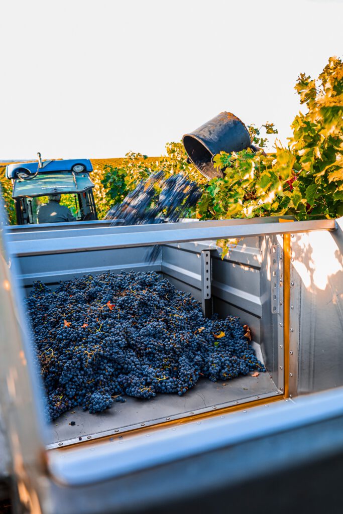 Harvest Weinlese Rotwein