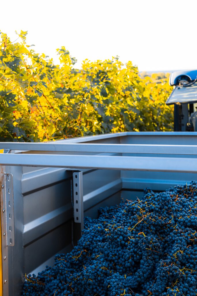 Rotwein Cabernet Franc Vineyard