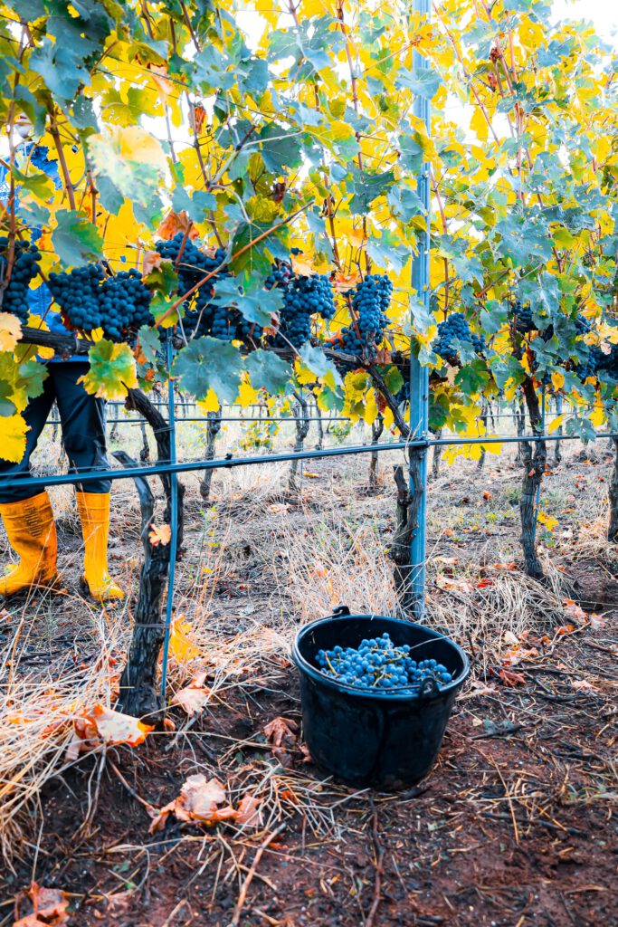Trauben Weinlese Erntehelfer Lesehelfer