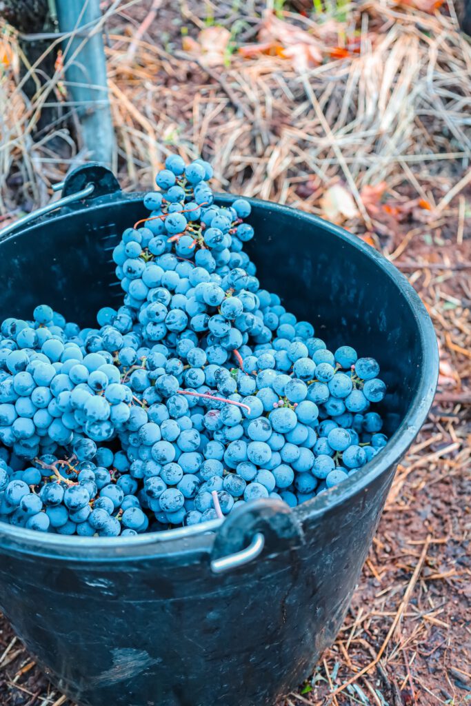 Grape Grapes Whole Bunch Red wine Rotwein
