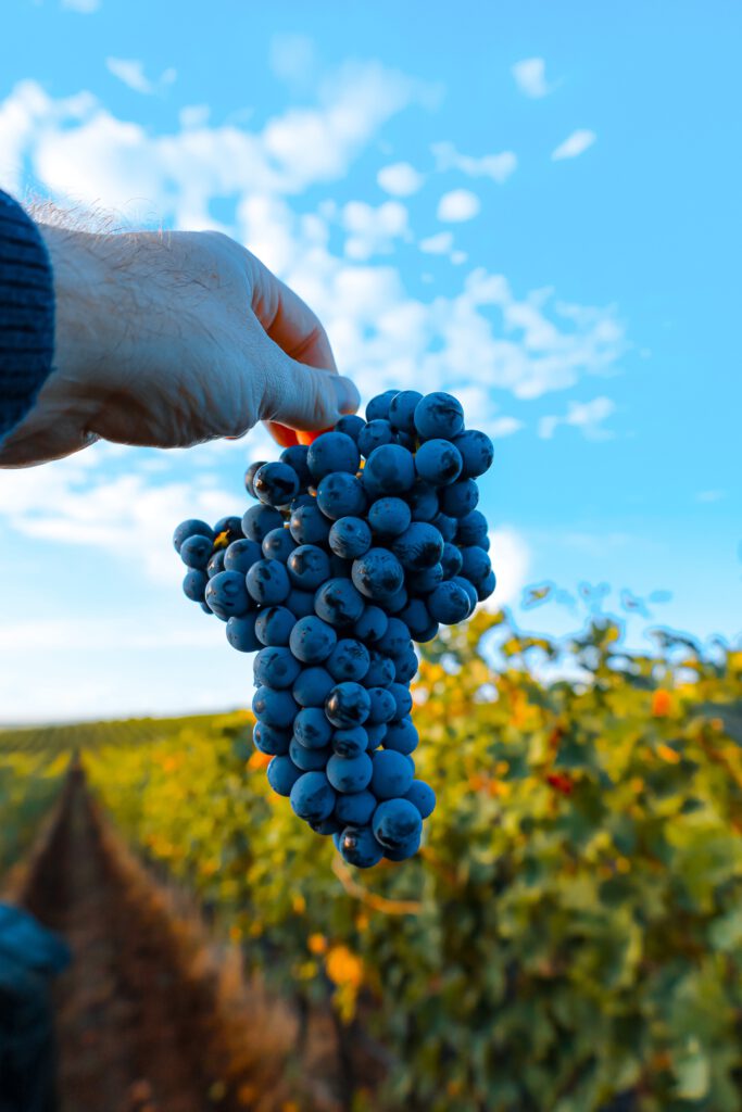 Traube Weinberg Lese Ernte Björn Bittner Italien Italy Italian Wine