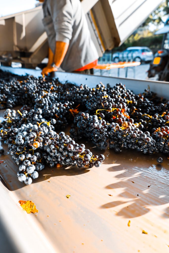 Italien Trauben Beeren Whole Grapes Bunch Red Wine Latium