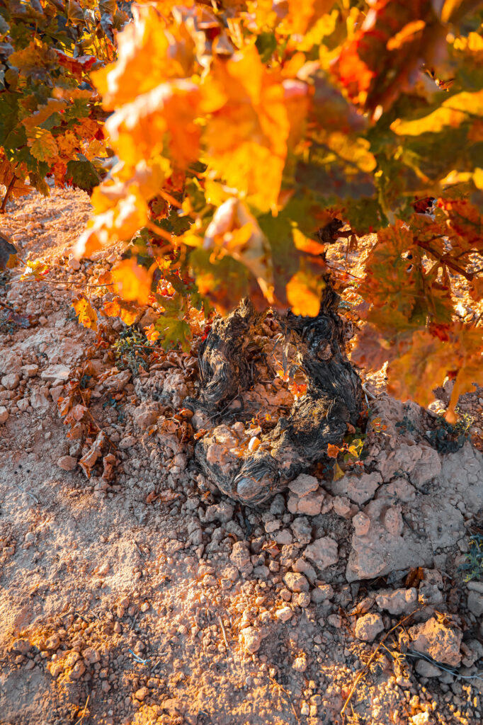 Tempranillo Vine Old Vines Rebstock Alte Reben