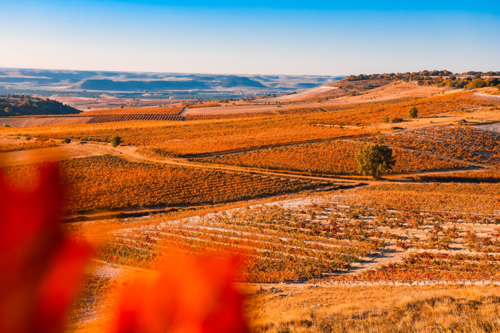 Ribera del Duero Emilio Moro Castilla Leon y