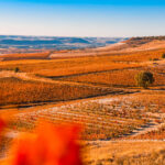 Ribera del Duero Emilio Moro Castilla Leon y